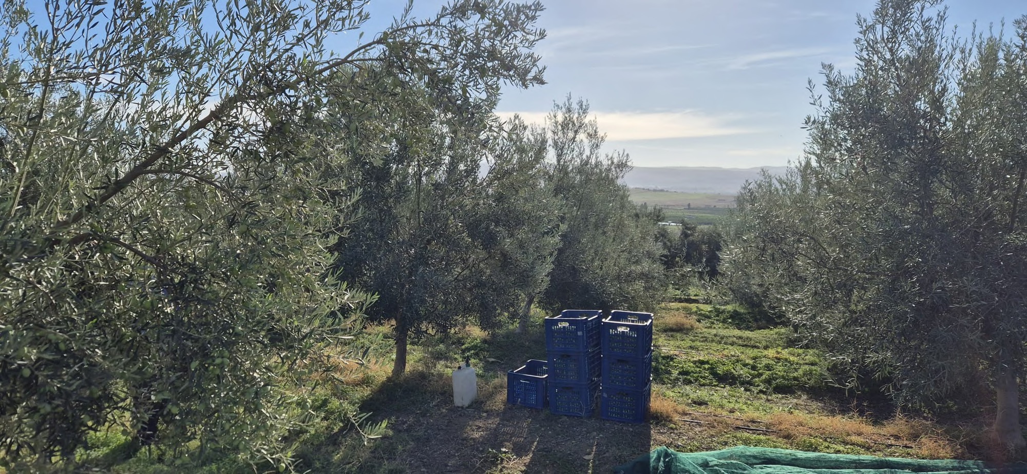 Uliveto durante la raccolta con cassette blu